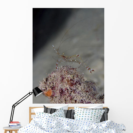 Cleaner Shrimp Yap Micronesia Wall Decal