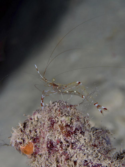 Cleaner Shrimp Yap Micronesia Wall Decal