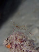 Cleaner Shrimp Yap Micronesia Wall Decal