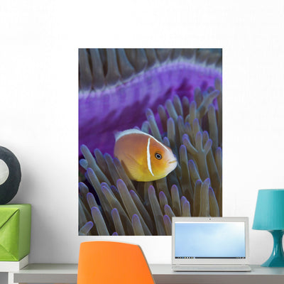 Pink Anemonefish Yap Micronesia Close-up Wall Decal shown on a wall