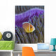 Pink Anemonefish Yap Micronesia Close-up Wall Decal