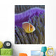 Pink Anemonefish Yap Micronesia Close-up Wall Decal