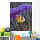 Pink Anemonefish Yap Micronesia Close-up Wall Decal