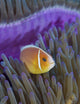 Pink Anemonefish Yap Micronesia Close-up Wall Decal