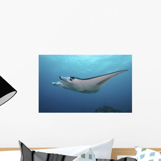 Manta Ray Yap Micronesia Wall Decal