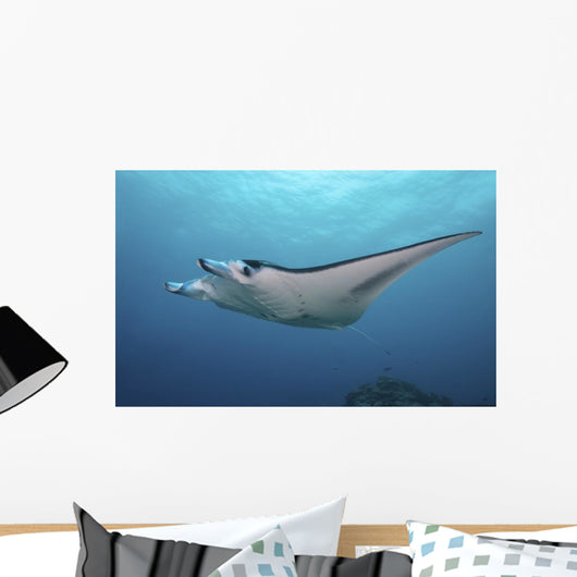 Manta Ray Yap Micronesia Wall Decal