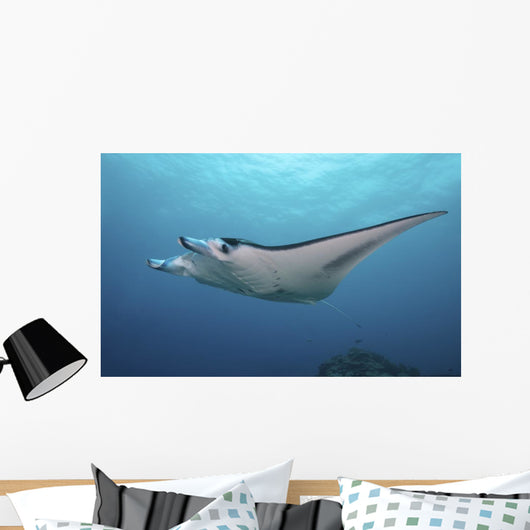 Manta Ray Yap Micronesia Wall Decal