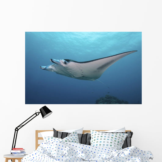 Manta Ray Yap Micronesia Wall Decal