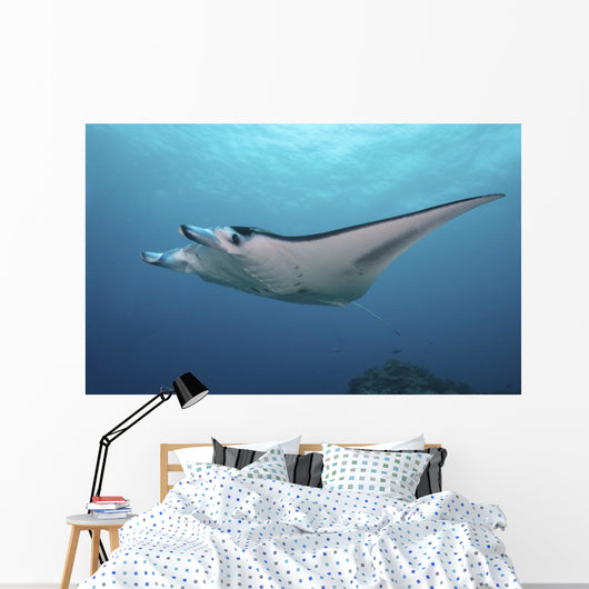 Manta Ray Yap Micronesia Wall Decal
