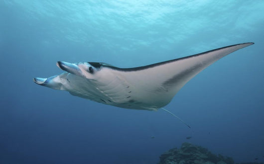 Manta Ray Yap Micronesia Wall Decal