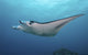 Manta Ray Yap Micronesia Wall Decal