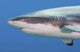 Grey Reef Shark Yap Wall Decal