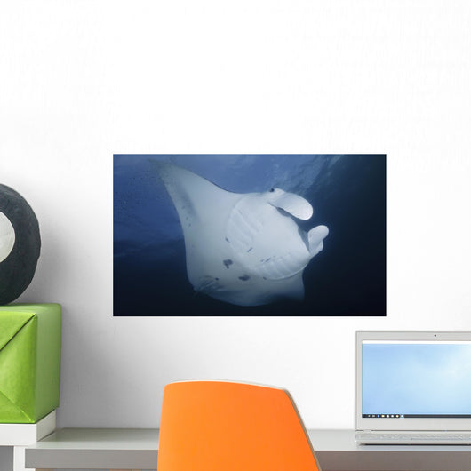 Manta Ray Yap Micronesia Close-up Wall Decal
