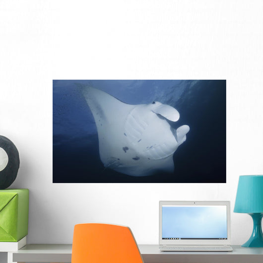 Manta Ray Yap Micronesia Close-up Wall Decal