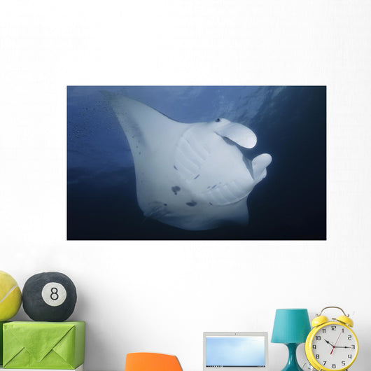 Manta Ray Yap Micronesia Close-up Wall Decal