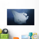 Manta Ray Yap Micronesia Close-up Wall Decal