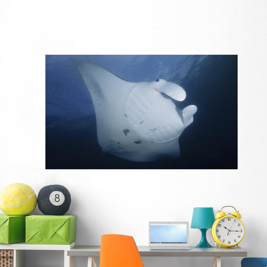Manta Ray Yap Micronesia Close-up Wall Decal