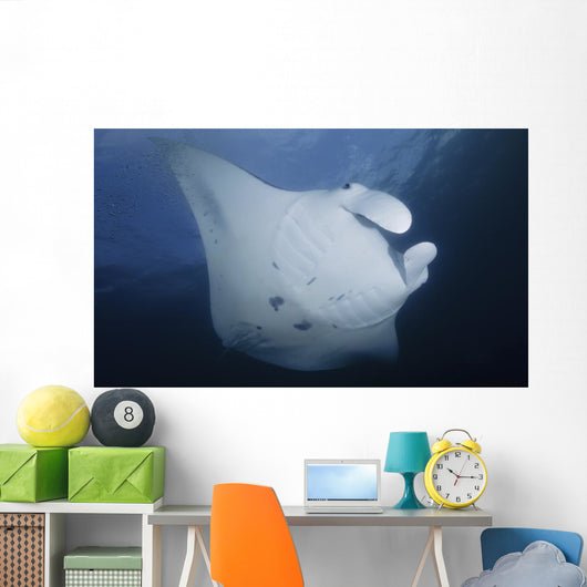 Manta Ray Yap Micronesia Close-up Wall Decal