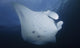 Manta Ray Yap Micronesia Close-up Wall Decal
