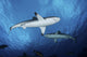 Two Grey Reef Sharks Yap Wall Decal