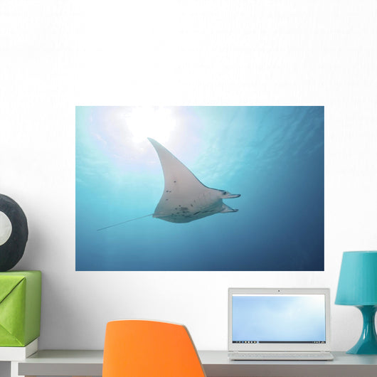 Manta Ray Yap Micronesia Distant Wall Decal