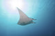 Manta Ray Yap Micronesia Distant Wall Decal