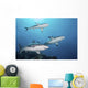 Three Grey Reef Sharks Yap Wall Decal