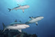 Three Grey Reef Sharks Yap Wall Decal
