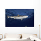 Blacktip Reef Shark Yap Bottom Wall Decal