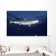 Blacktip Reef Shark Yap Bottom Wall Decal