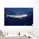 Blacktip Reef Shark Yap Bottom Wall Decal
