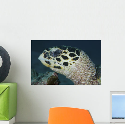 Turtle Portrait Yap Micronesia Wall Decal