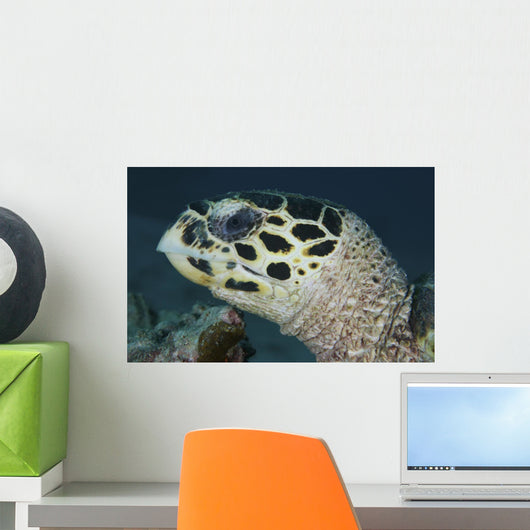 Turtle Portrait Yap Micronesia Wall Decal