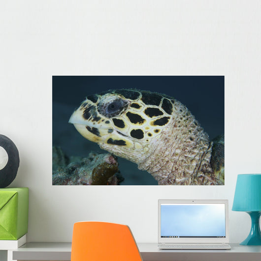 Turtle Portrait Yap Micronesia Wall Decal