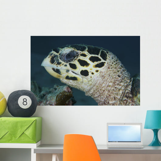 Turtle Portrait Yap Micronesia Wall Decal