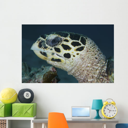 Turtle Portrait Yap Micronesia Wall Decal