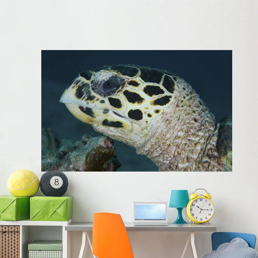 Turtle Portrait Yap Micronesia Wall Decal