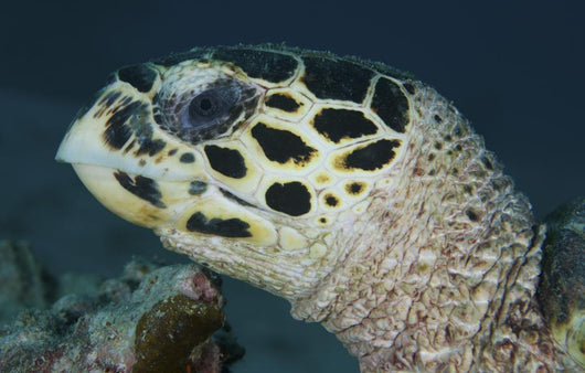 Turtle Portrait Yap Micronesia Wall Decal