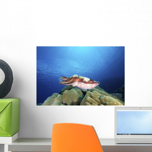 Broadclub Cuttlefish Yap Micronesia Wall Decal