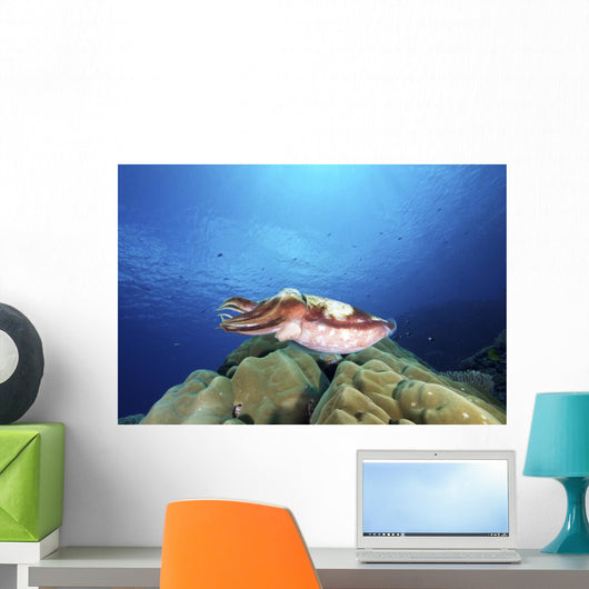 Broadclub Cuttlefish Yap Micronesia Wall Decal