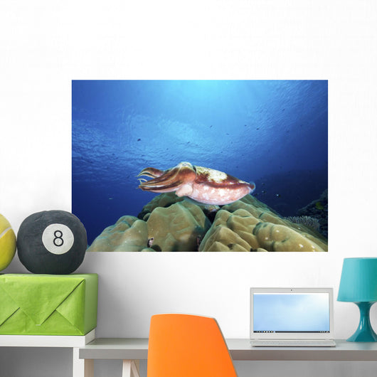 Broadclub Cuttlefish Yap Micronesia Wall Decal
