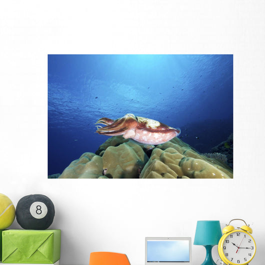 Broadclub Cuttlefish Yap Micronesia Wall Decal