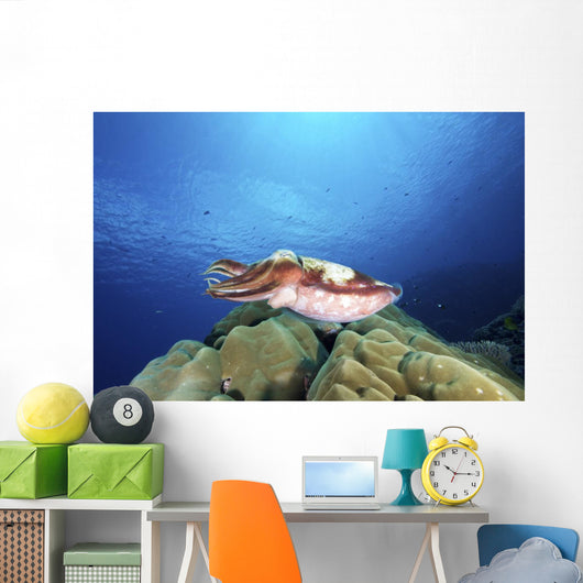 Broadclub Cuttlefish Yap Micronesia Wall Decal