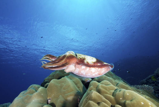 Broadclub Cuttlefish Yap Micronesia Wall Decal