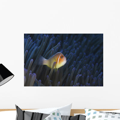 Pink Anemonefish Yap Micronesia Wall Decal shown on a wall