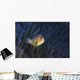 Pink Anemonefish Yap Micronesia Wall Decal