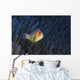 Pink Anemonefish Yap Micronesia Wall Decal