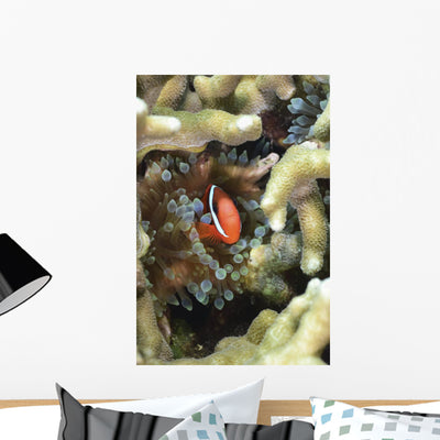 Tomato Clownfish Yap Micronesia Wall Decal shown on a wall