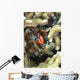 Tomato Clownfish Yap Micronesia Wall Decal