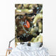 Tomato Clownfish Yap Micronesia Wall Decal